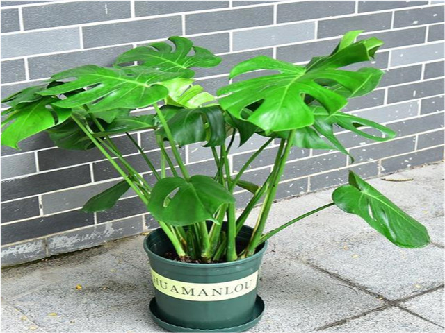 家具材料甲醛有什么釋放途徑 家具材料甲醛有什么釋放途徑