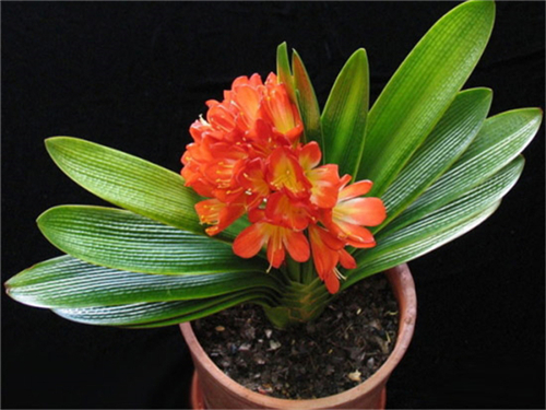 ՚ôʹʲôעc(din)